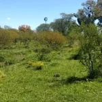 2000 hectáreas ganaderas en Gualeguaychú