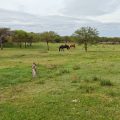EN VENTA – Haras exclusivo sobre ruta 136 – inmobiliaria en gualeguaychu santiago badaracco propiedades (4)