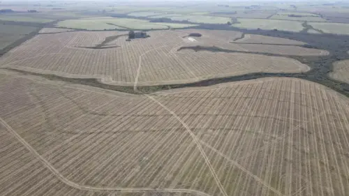 campo en venta de 500 Hectáreas agrícolas en San Salvador-Jubileo-Entre Ríos-santiago badaracco propiedades (29)